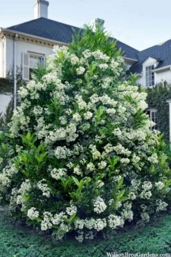 Mirror Leaf Sweet Viburnum - 1 Gallon Pot