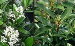 Mirror Leaf Sweet Viburnum - 7 Gallon Pot (3-4') 11 Mirror Leaf Sweet Viburnum - 7 Gallon Pot (3-4') -Garden Plants Shop viburnum awabuki chindo 4