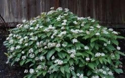 David Viburnum - 3 Gallon Pot -Garden Plants Shop viburnum davidii 14