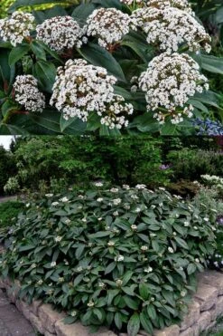 David Viburnum - 3 Gallon Pot -Garden Plants Shop viburnum davidii 15