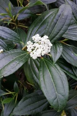 David Viburnum - 3 Gallon Pot -Garden Plants Shop viburnum davidii 16