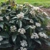 David Viburnum - 3 Gallon Pot 1 David Viburnum - 3 Gallon Pot -Garden Plants Shop viburnum davidii 18