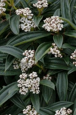 David Viburnum - 3 Gallon Pot -Garden Plants Shop viburnum davidii 3