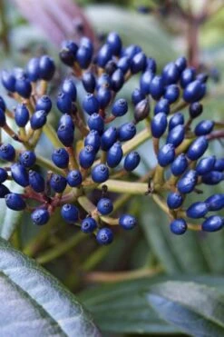 David Viburnum - 3 Gallon Pot -Garden Plants Shop viburnum davidii 7