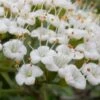 Mohican Arrowwood Viburnum - 6 Gallon Pot (4-5') 2 Mohican Arrowwood Viburnum - 6 Gallon Pot (4-5') -Garden Plants Shop viburnum lantana mohican 2