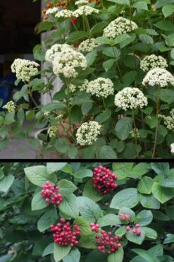 Mohican Arrowwood Viburnum - 6 Gallon Pot (4-5') -Garden Plants Shop viburnum lantana mohican 4