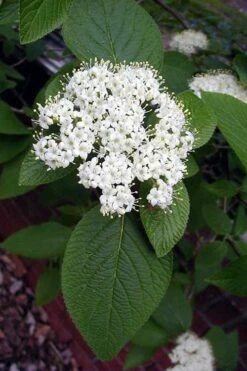 Mohican Arrowwood Viburnum - 6 Gallon Pot (4-5') -Garden Plants Shop viburnum lantana mohican 5