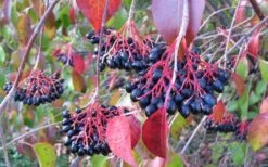 Nannyberry Viburnum - 3 Gallon Pot 11 Nannyberry Viburnum - 3 Gallon Pot -Garden Plants Shop viburnum lentago nannyberry 2