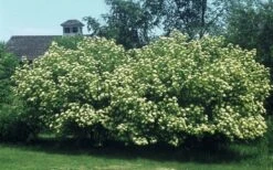 Nannyberry Viburnum - 3 Gallon Pot 12 Nannyberry Viburnum - 3 Gallon Pot -Garden Plants Shop viburnum lentago nannyberry 4