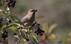 Nannyberry Viburnum - 3 Gallon Pot 13 Nannyberry Viburnum - 3 Gallon Pot -Garden Plants Shop viburnum lentago nannyberry 5