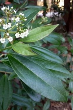 Moonlit Lace Viburnum - 3 Gallon Pot -Garden Plants Shop viburnum moonlit lace 5