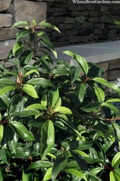 Moonlit Lace Viburnum - 1 Gallon Pot 11 Moonlit Lace Viburnum - 1 Gallon Pot -Garden Plants Shop viburnum moonlit lace 8 1