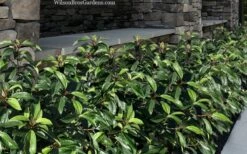 Moonlit Lace Viburnum - 3 Gallon Pot -Garden Plants Shop viburnum moonlit lace 9