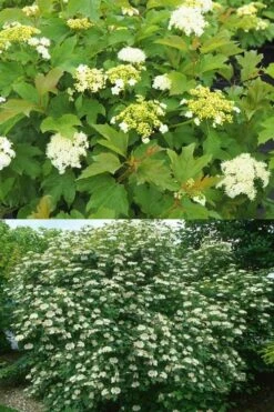 Dwarf European Cranberry Bush - 5 Gallon Pot -Garden Plants Shop viburnum opulus compactum dwarf european cranberry bush 10