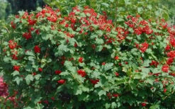Dwarf European Cranberry Bush - 5 Gallon Pot -Garden Plants Shop viburnum opulus compactum dwarf european cranberry bush 2