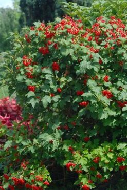 Dwarf European Cranberry Bush - 5 Gallon Pot -Garden Plants Shop viburnum opulus compactum dwarf european cranberry bush 3