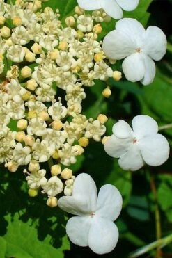 Dwarf European Cranberry Bush - 5 Gallon Pot -Garden Plants Shop viburnum opulus compactum dwarf european cranberry bush 7