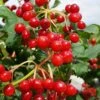 Dwarf European Cranberry Bush - 5 Gallon Pot 1 Dwarf European Cranberry Bush - 5 Gallon Pot -Garden Plants Shop viburnum opulus compactum dwarf european cranberry bush 9