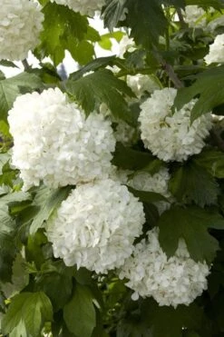 Eastern Snowball Viburnum Bush - 3 Gallon Pot -Garden Plants Shop viburnum opulus sterile eastern snowball 2 1