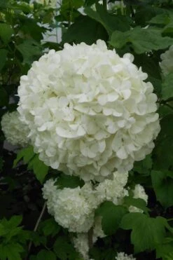 Eastern Snowball Viburnum Bush - 1 Gallon Pot -Garden Plants Shop viburnum opulus sterile eastern snowball 3