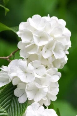 Japanese Snowball Bush (Viburnum Plicatum) - 2 Gallon Pot -Garden Plants Shop viburnum plicatum japanese snowball flowers 10