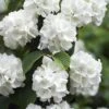 Japanese Snowball Bush (Viburnum Plicatum) - 2 Gallon Pot 1 Japanese Snowball Bush (Viburnum Plicatum) - 2 Gallon Pot -Garden Plants Shop viburnum plicatum japanese snowball flowers 14