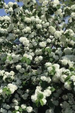 Japanese Snowball Bush (Viburnum Plicatum) - 2 Gallon Pot -Garden Plants Shop viburnum plicatum japanese snowball flowers 15
