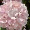 Kern's Pink Snowball Viburnum Bush - 2 Gallon Pot 2 Kern's Pink Snowball Viburnum Bush - 2 Gallon Pot -Garden Plants Shop viburnum plicatum kerns pink snowball 2