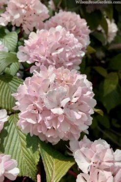 Kern's Pink Snowball Viburnum Bush - 2 Gallon Pot -Garden Plants Shop viburnum plicatum kerns pink snowball 3