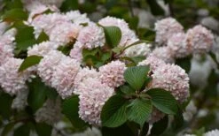 Kern's Pink Snowball Viburnum Bush - 2 Gallon Pot -Garden Plants Shop viburnum plicatum kerns pink snowball 7