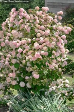 Kern's Pink Snowball Viburnum Bush - 3 Gallon Pot -Garden Plants Shop viburnum plicatum kerns pink snowball 9 1