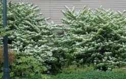 Japanese Doublefile Viburnum - 2 Gallon Pot 17 Japanese Doublefile Viburnum - 2 Gallon Pot -Garden Plants Shop viburnum plicatum tomentosum japanese doublefile 1