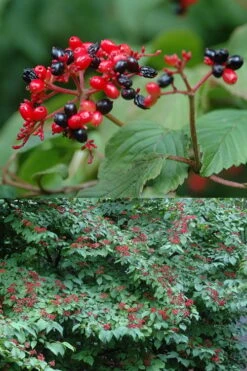 Japanese Doublefile Viburnum - 2 Gallon Pot 16 Japanese Doublefile Viburnum - 2 Gallon Pot -Garden Plants Shop viburnum plicatum tomentosum japanese doublefile 2