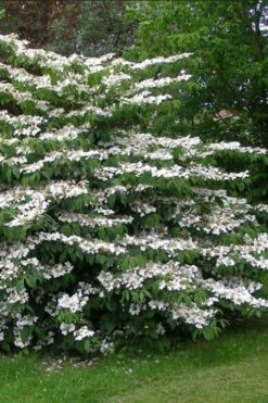 Japanese Doublefile Viburnum - 2 Gallon Pot 19 Japanese Doublefile Viburnum - 2 Gallon Pot -Garden Plants Shop viburnum plicatum tomentosum japanese doublefile 5