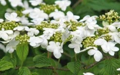 Japanese Doublefile Viburnum - 2 Gallon Pot 18 Japanese Doublefile Viburnum - 2 Gallon Pot -Garden Plants Shop viburnum plicatum tomentosum japanese doublefile 6