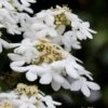 Japanese Doublefile Viburnum - 2 Gallon Pot -Garden Plants Shop viburnum plicatum tomentosum japanese doublefile 7