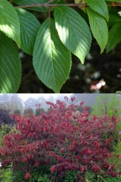 Japanese Doublefile Viburnum - 2 Gallon Pot 15 Japanese Doublefile Viburnum - 2 Gallon Pot -Garden Plants Shop viburnum plicatum tomentosum japanese doublefile 9