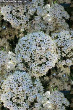 Prague Viburnum - 1 Gallon Pot -Garden Plants Shop viburnum pragense prague 5