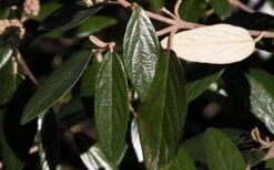 Prague Viburnum - 1 Gallon Pot -Garden Plants Shop viburnum pragense prague 7