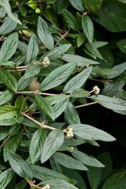 Prague Viburnum - 1 Gallon Pot -Garden Plants Shop viburnum pragense prague 9