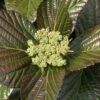 Shiny Dancer Viburnum - 2 Gallon Pot -Garden Plants Shop viburnum shiny dancer 25