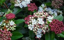 Spring Bouquet Viburnum - 3 Gallon Pot -Garden Plants Shop viburnum spring bouquet 800x500 3