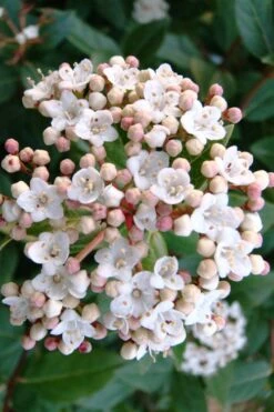 Spring Bouquet Viburnum - 1 Gallon Pot -Garden Plants Shop viburnum tinus spring bouquet 1 1