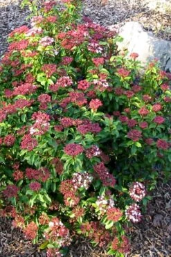 Spring Bouquet Viburnum - 1 Gallon Pot -Garden Plants Shop viburnum tinus spring bouquet 2 1