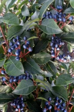 Spring Bouquet Viburnum - 6 Pack Of 1 Gallon Pots 15 Spring Bouquet Viburnum - 6 Pack Of 1 Gallon Pots -Garden Plants Shop viburnum tinus spring bouquet 5