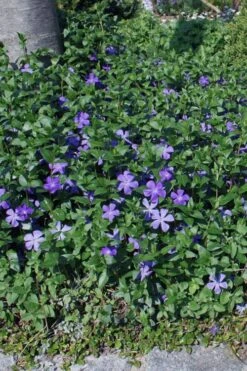Bigleaf Periwinkle (Vinca Major) - 10 Pack Of Pint Pots -Garden Plants Shop vinca major bigleaf periwinkle 10