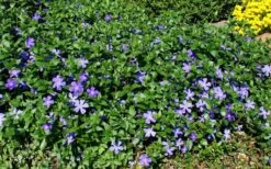Bigleaf Periwinkle (Vinca Major) - 10 Pack Of Pint Pots -Garden Plants Shop vinca major bigleaf periwinkle 11