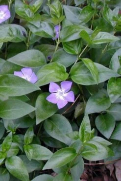 Bigleaf Periwinkle (Vinca Major) - 10 Pack Of Pint Pots -Garden Plants Shop vinca major bigleaf periwinkle 12