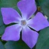 Bigleaf Periwinkle (Vinca Major) - 10 Pack Of Pint Pots -Garden Plants Shop vinca major bigleaf periwinkle 13