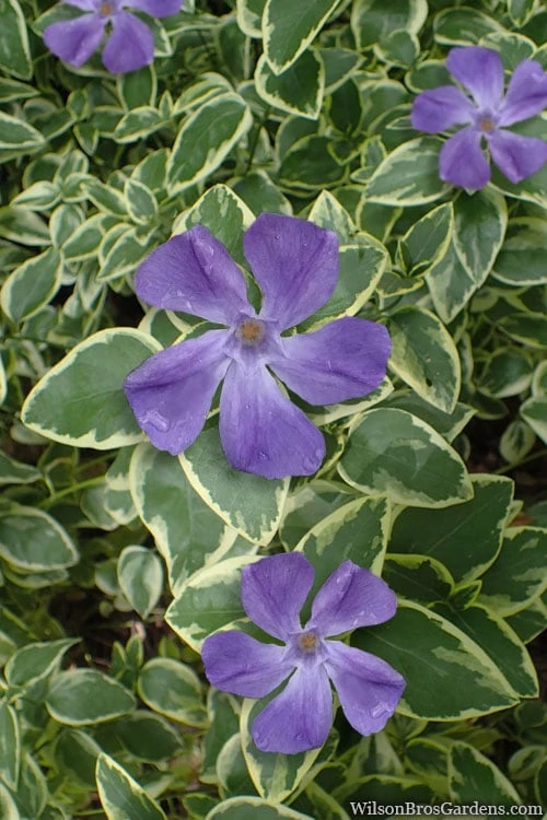 Variegated Bigleaf Periwinkle (Vinca Major 'Variegata') - 6 Pack Of Pint Pots 8 Variegated Bigleaf Periwinkle (Vinca Major 'Variegata') - 6 Pack Of Pint Pots - Image 6